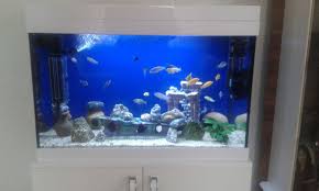 Biolife Monera