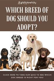 First Off We Re Big Advocates Of Adopting Shelter And Rescue Dogs While They May Often Be Mixed Breed Mutts There Are Qu In 2020 Dog Breed Quiz Dog Quizzes Dog Quiz