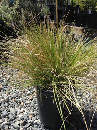 Image result for Deschampsia cespitosa
