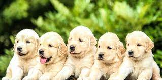Pick of the litter pups, if not kept by us for show, are available for an extra $500. 500 Golden Retriever Pictures Hd Download Free Images On Unsplash