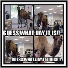 Search, discover and share your favorite hump day camel gifs. Pin On Literally Just Made Me Lol