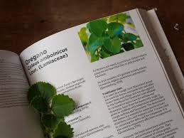 4.040 resep daun oregano ala rumahan yang mudah dan enak dari komunitas memasak terbesar dunia! 3 Cara Untuk Mengolah Daun Oregano Untuk Obat Batuk Wikihow