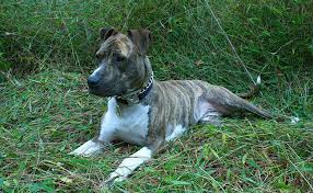 We did not find results for: Brindle Pitbull Complete Guide For The Owner Petmoo