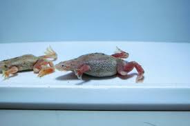 繁殖レポート：ヒメツメガエル編 | 名古屋のペットショップRemix【リミックス・ペポニ】