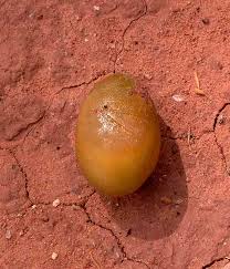 Image result for Balanites pedicellaris