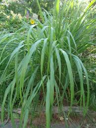 Eigene Uppige Heilpflanze Wie Zitronengras Im Garten Anbauen Pflanzen Schatten Zitronengras Pflanze Schattengewachse