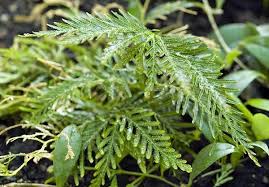 Image result for Selaginella cathedrifolia