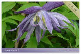 Check spelling or type a new query. Clematis Blue Bird E Clematis Flickr