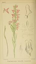 Image result for Brachycorythis buchananii