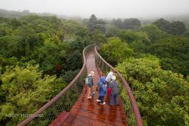 Finden regelmäßig im kirstenbosch botanical gardens,.cape town, südafrika, statt. Kirstenbosch Einer Der Schonsten Botanischen Garten Der Welt Kapstadt Entdecken