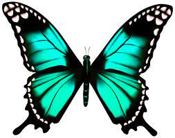 Butterfly Transparent Png Clip Art Image Tattootips Butterfly Clip Art Butterfly Drawing Butterfly Art