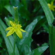 Image result for Hypoxis subspicata