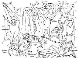 Jul 24, 2013 · rainforests have an extraordinarily large number of animals and plants. Jungle Animal Colouring Pages Total Update
