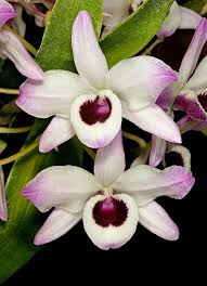 Image result for Rhipidoglossum densiflorum