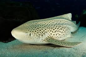 Atlanta brewing company atlanta brewing company. Have A Jaw Some Shark Awareness Day Georgia Aquarium