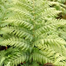 Image result for Cyathea