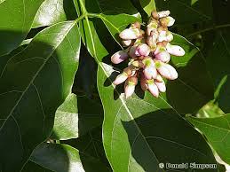 Image result for Millettia