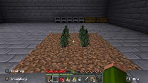 Dying dark oaks generate naturally, and can be grown from normal saplings. Dark Oak Trees Are Not Growing Indoors In Minecraft Arqade