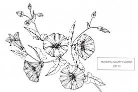 Morning Glory Flower Morning Glory Flowers Morning Glory Tattoo Flower Drawing