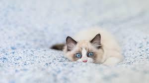 Search for a kitten or cat. 7 Facts About Ragdoll Cats Mental Floss