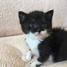 Fore information's and to view recent updated pictures of our kittens, please 1 year old cat black and white female cat free to good home good with kids looking for good famliy home. Cat And Three Tiny Kittens Found Dumped Inside Carrier Bag In Salford Manchester Evening News