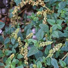 Image result for Amaranthus deflexus