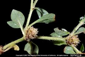 Image result for Alternanthera caracasana