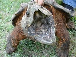They can be immediately distinguished from the common snapping turtle by the. 17 Alligator Snapping Turtle Ideas Alligator Snapping Turtle Snapping Turtle Turtle