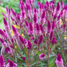75 Plus Seeds Of My Purple Celosia Flamingo Flower Flamingo Cockscomb Celosia Spicata Is Also Known As Celosia Flami Asian Garden Asian Flowers Flower Care