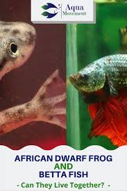 African Dwarf Frog And Betta Fish Aqua Movement In 2020 Dwarf Frogs Betta Fish Fresh Water Fish Tank