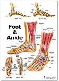 amazon com foot and ankle anatomical chart anatomical