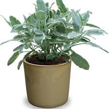 Image result for Bergia salaria