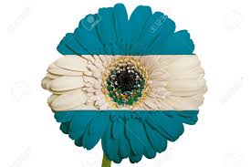 Its use can be traced back to 1277 in britain. Gerbera Daisy Flower In Colors National Flag Of El Salvador On Stock Photo Picture And Royalty Free Image Image 18102842