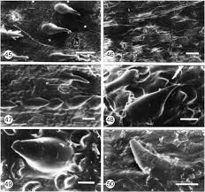 Image result for Brachyachne patentiflora