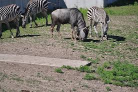 The timbavati game reserve lays nestled between two private safari game reserves and the world famous kruger national park, which it shares a fifty kilometer unfenced border with. Timbavati Wildlife Park Darin Bokeno Flickr