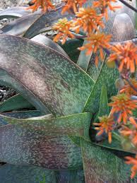 Image result for Aloe cannellii