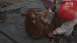Students butcher a goat for the first time as part of their farm training for overseas aid work. The Cruel Cashmere Industry Animals Are Not Ours To Wear Peta Uk