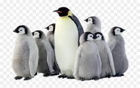 Penguins (order sphenisciformes, family spheniscidae) are a group of aquatic in this clipart you can download free png images: Penguin Png Pic Penguins Png Transparent Png Vhv