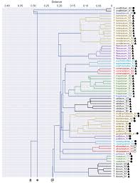 Image result for Thesium multiramulosum