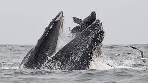 I was lobster diving and a humpback whale tried to eat me. Whale Swallows Sea Lion It Was A Once In A Lifetime Event Bbc News