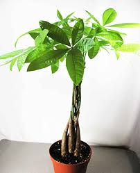 They stay at a manageable size indoors but can grow up to 60 feet tall in their native habitat in central and south america. Amazon Com 9greenbox 5 Money Tree Plants Braided Into 1 Tree Mini Home Kitchen