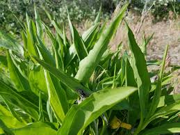 Image result for Brachythrix glomerata