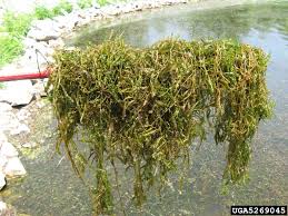 Image result for Potamogeton crispus