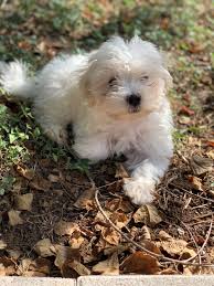 Purebred bolognese puppies ready to go, current on shots and deworming, written health guarantee. Bbb Warning On Pet Sales During Covid 19 Pandemic Woai