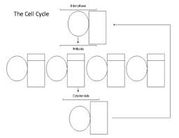 Cell Cycle Flow Chart Mitosis