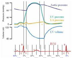 The R R Interval In Relation To The Percentage Of Cardiac