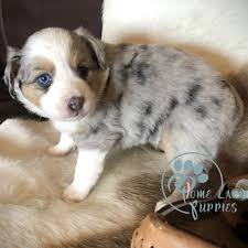 25 to 70 pounds life span: Aussie Puppy For Adoption Australian Shepherd Puppies For Sale In Pa