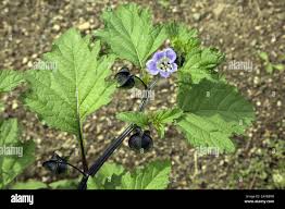 Image result for Trichodesma physaloides