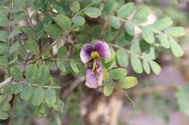 Image result for Ormocarpum