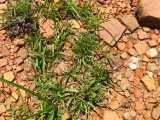 Image result for Xerophyta humilis